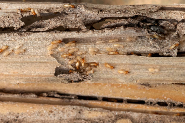Best Pest Removal Services  in Westview, FL